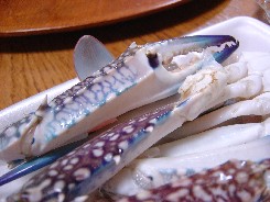 青いワタリガニの写真（生）